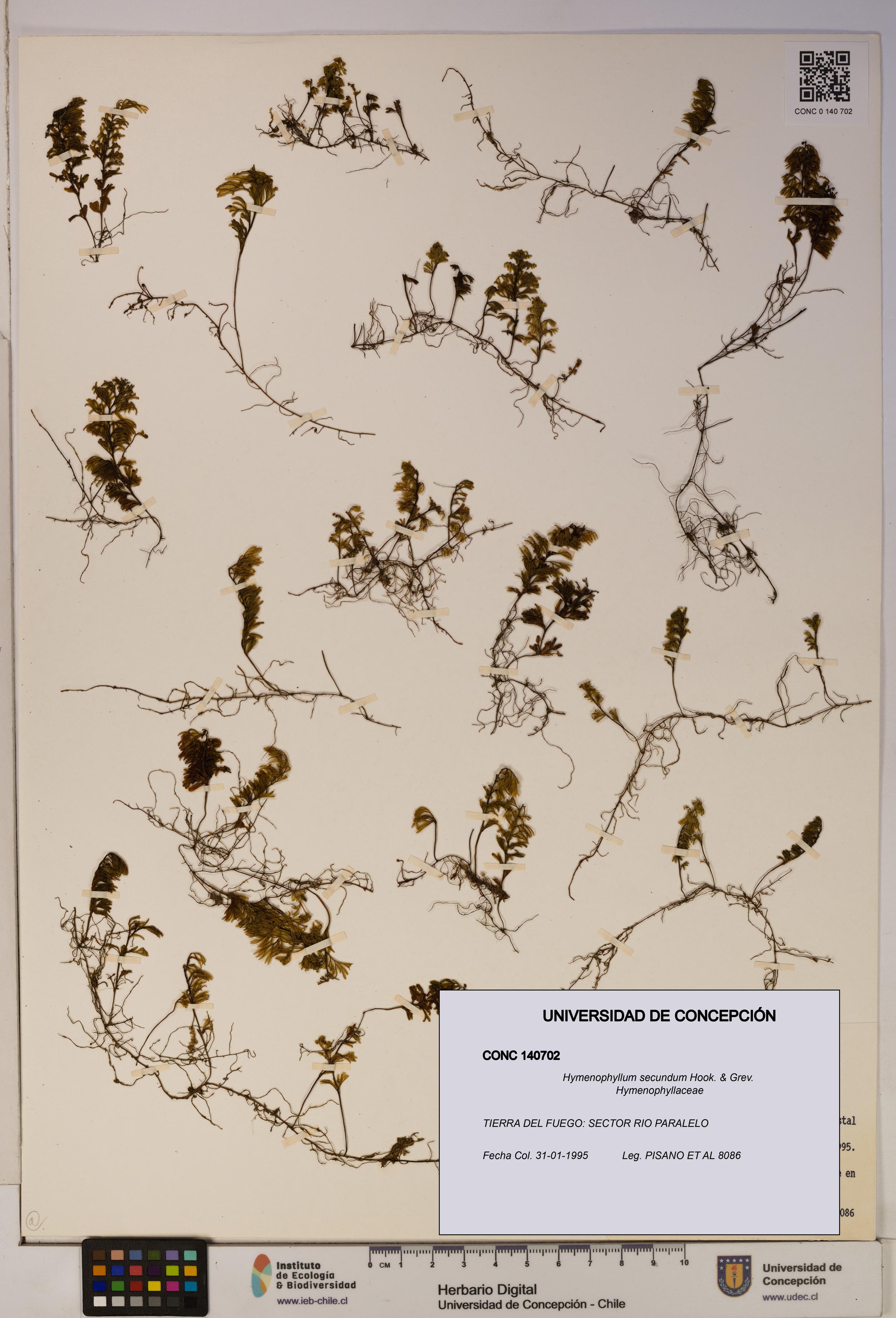 Hymenophyllum secundum [Espécimen: ]