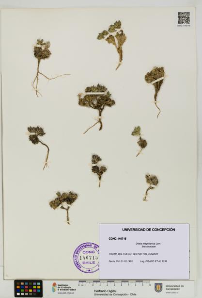 Draba magellanica [Espécimen: UDEC:CONC:0140715]