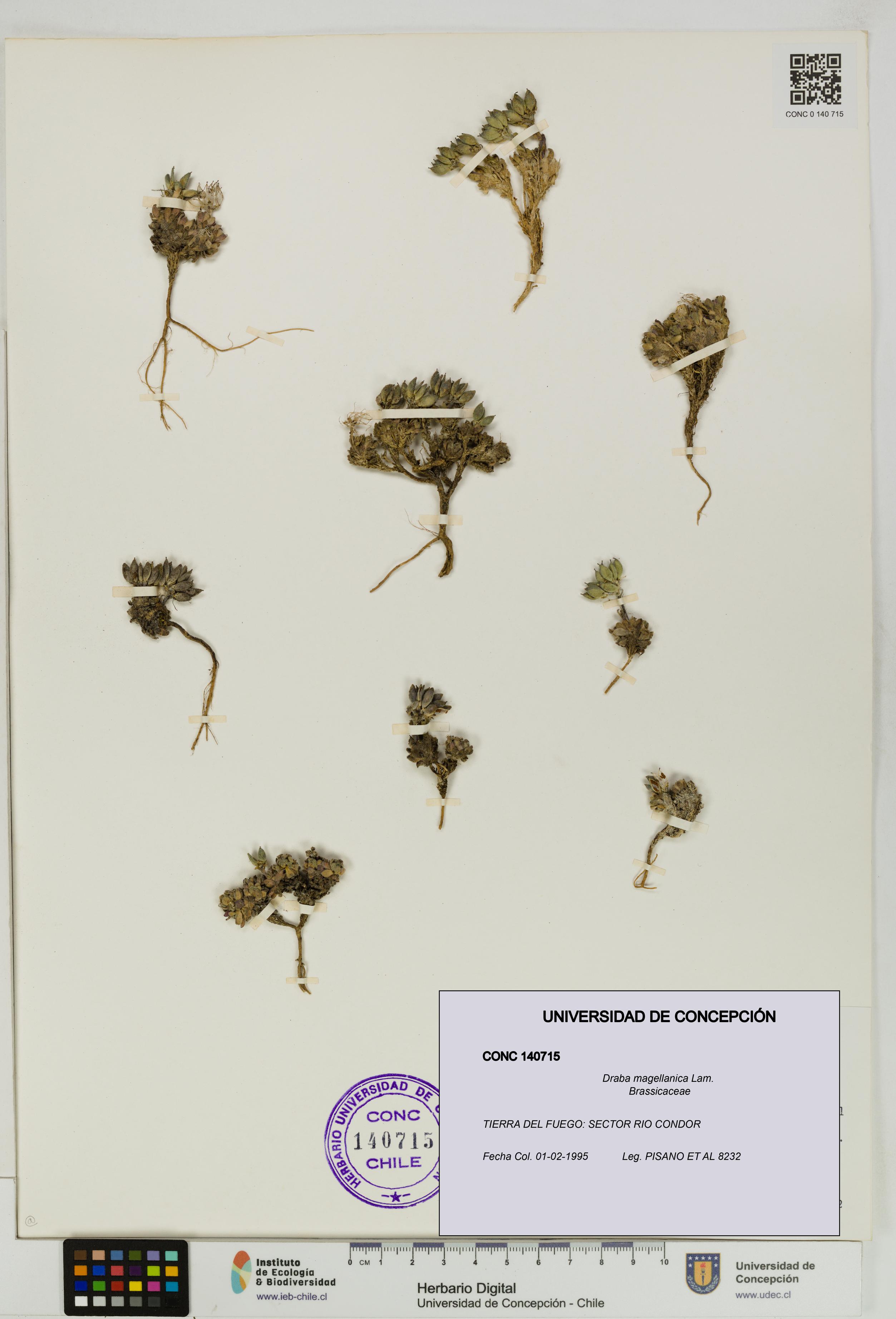 Draba magellanica [Espécimen: UDEC:CONC:0140715]
