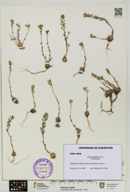 Draba magellanica [Espécimen: UDEC:CONC:0140722]