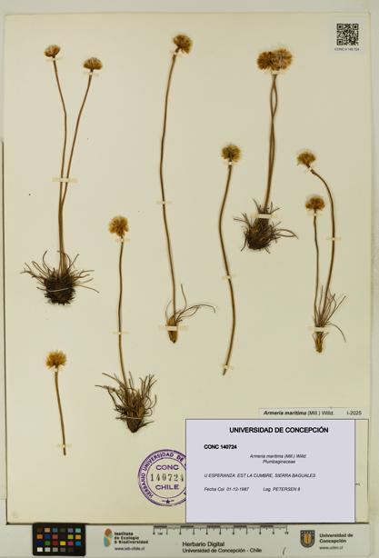 Armeria maritima [Espécimen: UDEC:CONC:0140724]