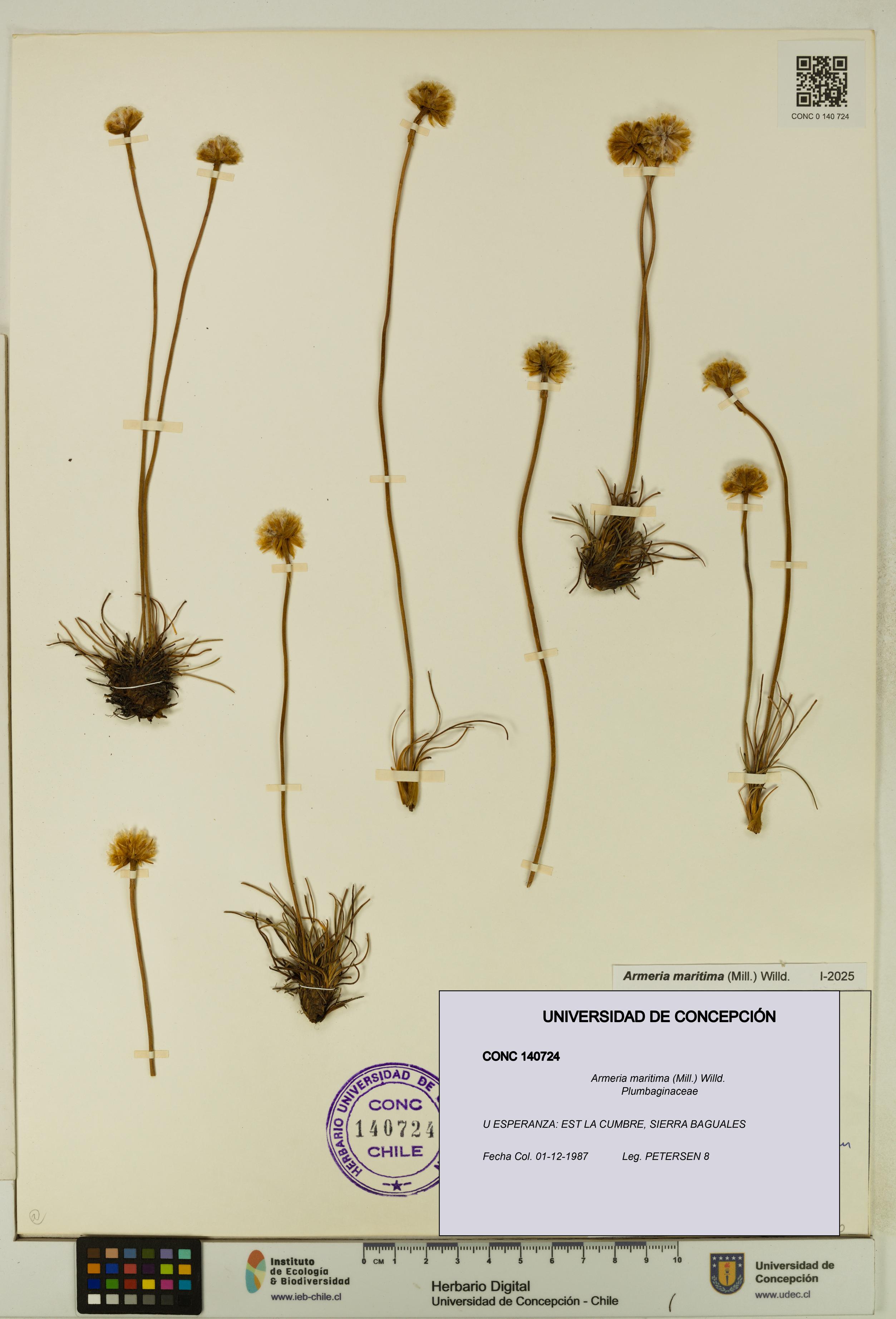 Armeria maritima [Espécimen: UDEC:CONC:0140724]