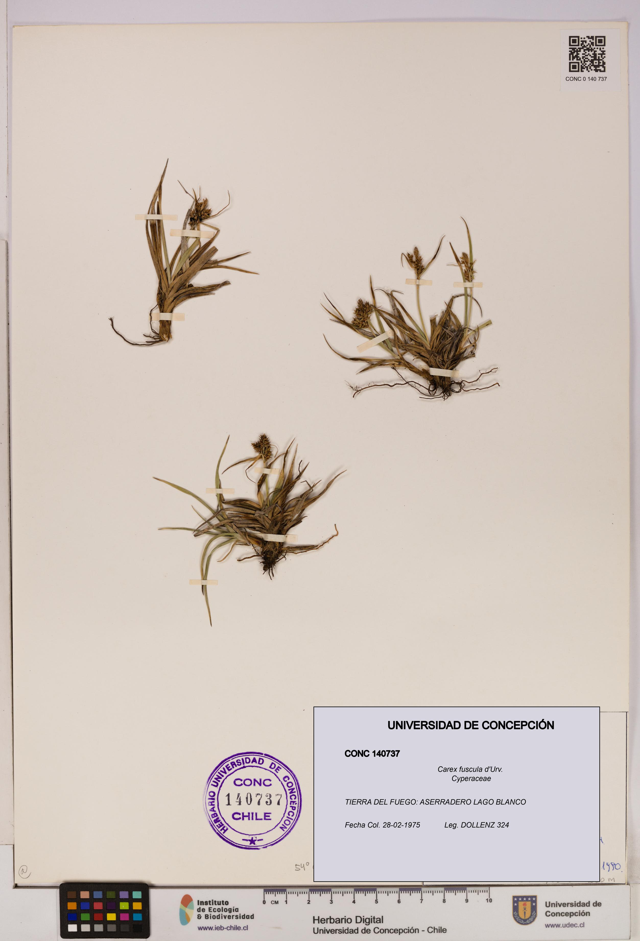 Carex fuscula [Espécimen: UDEC:CONC:0140737]
