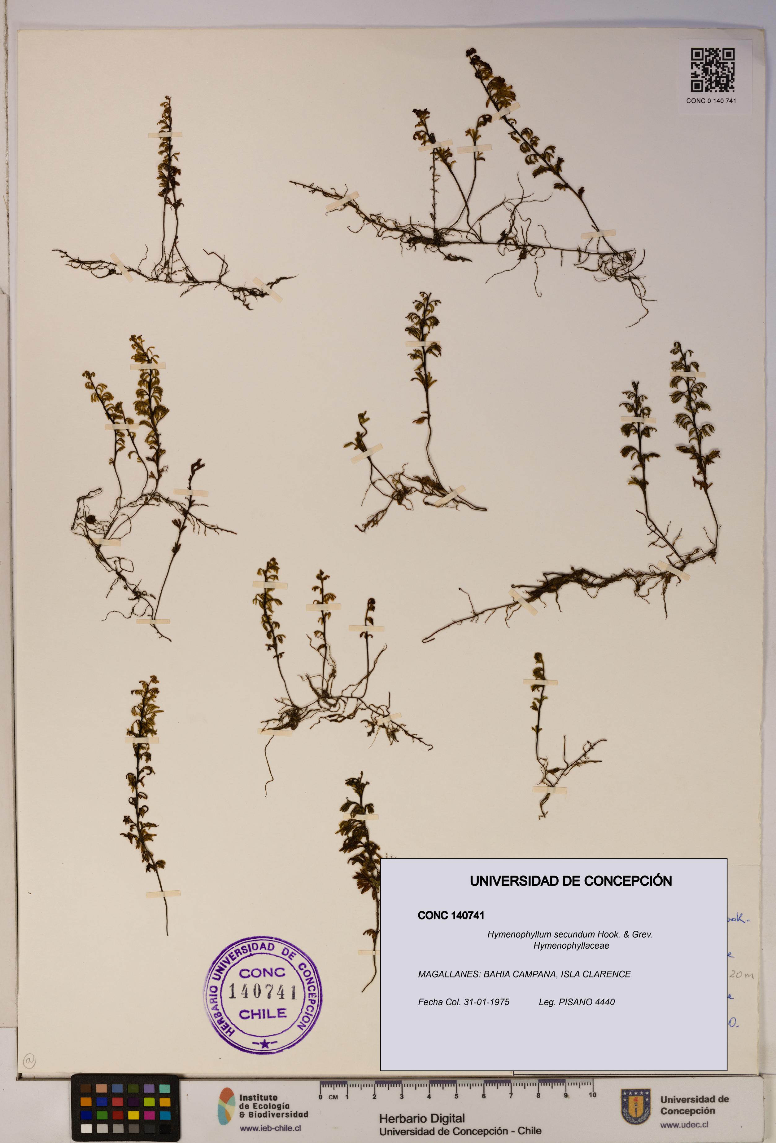 Hymenophyllum secundum [Espécimen: ]