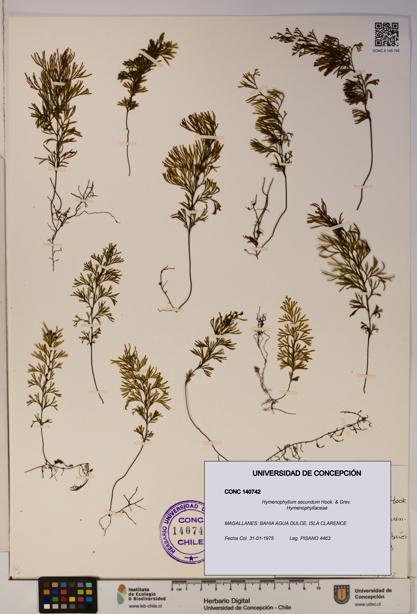 Hymenophyllum secundum [Espécimen: ]