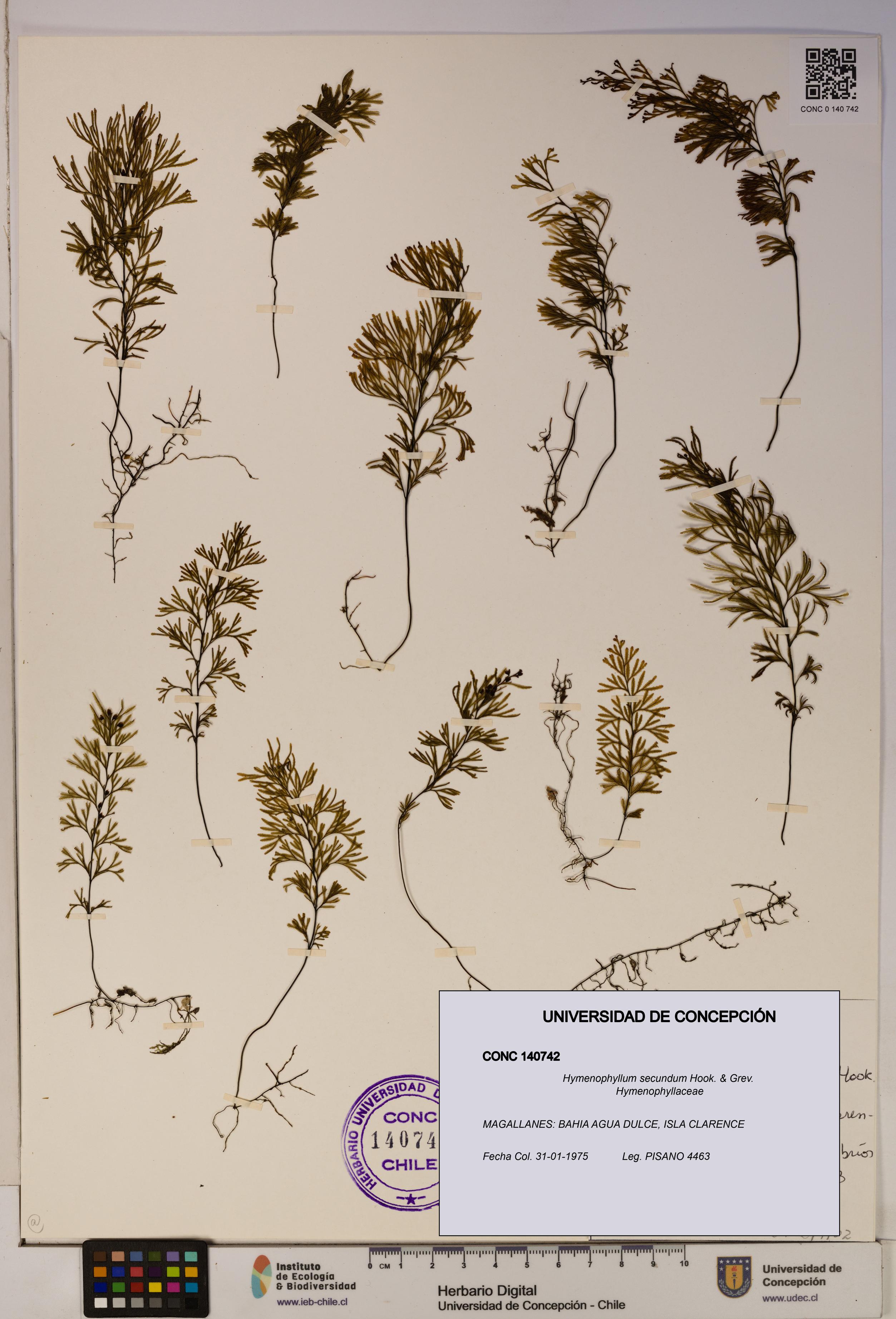 Hymenophyllum secundum [Espécimen: ]