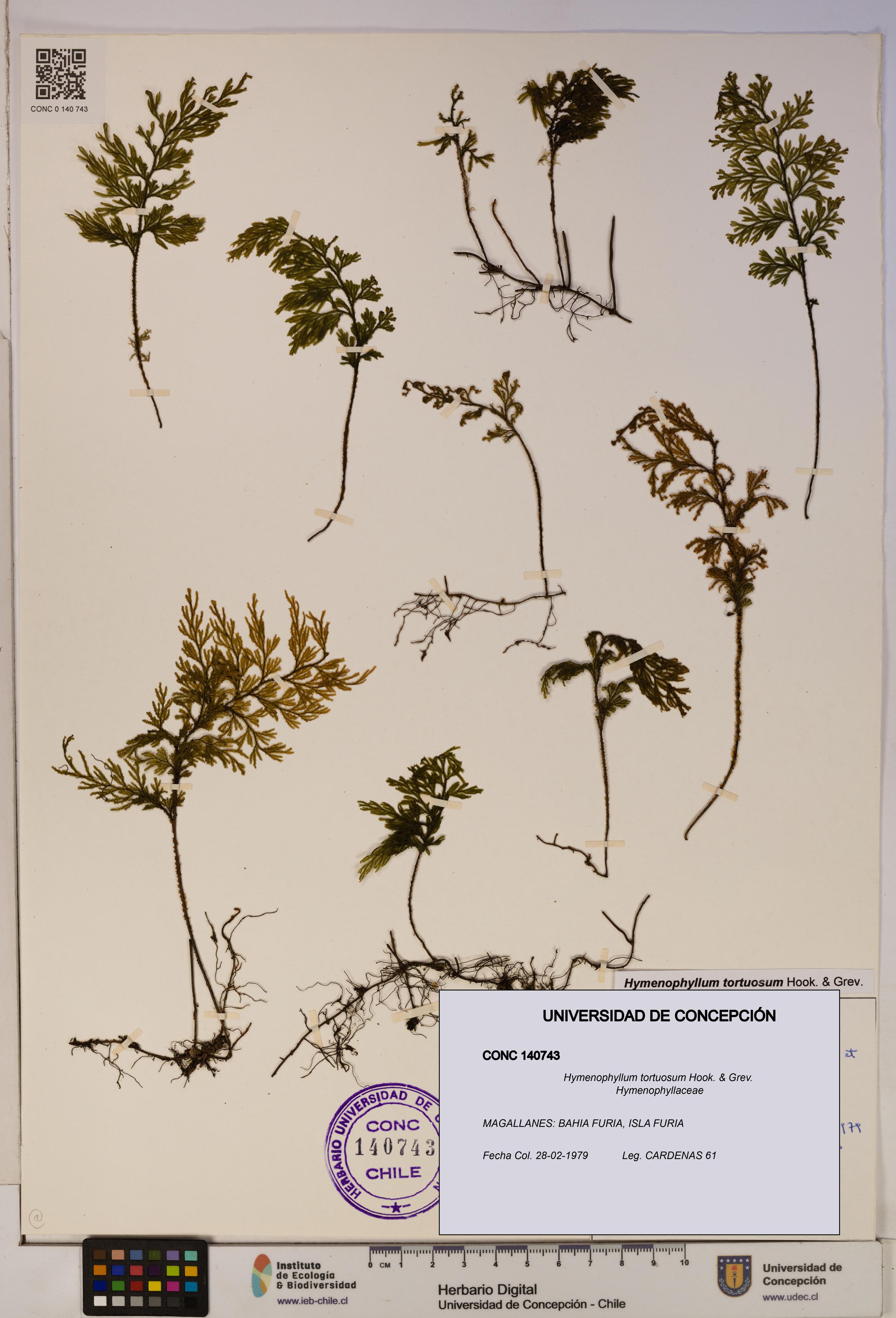 Hymenophyllum tortuosum [Espécimen: ]