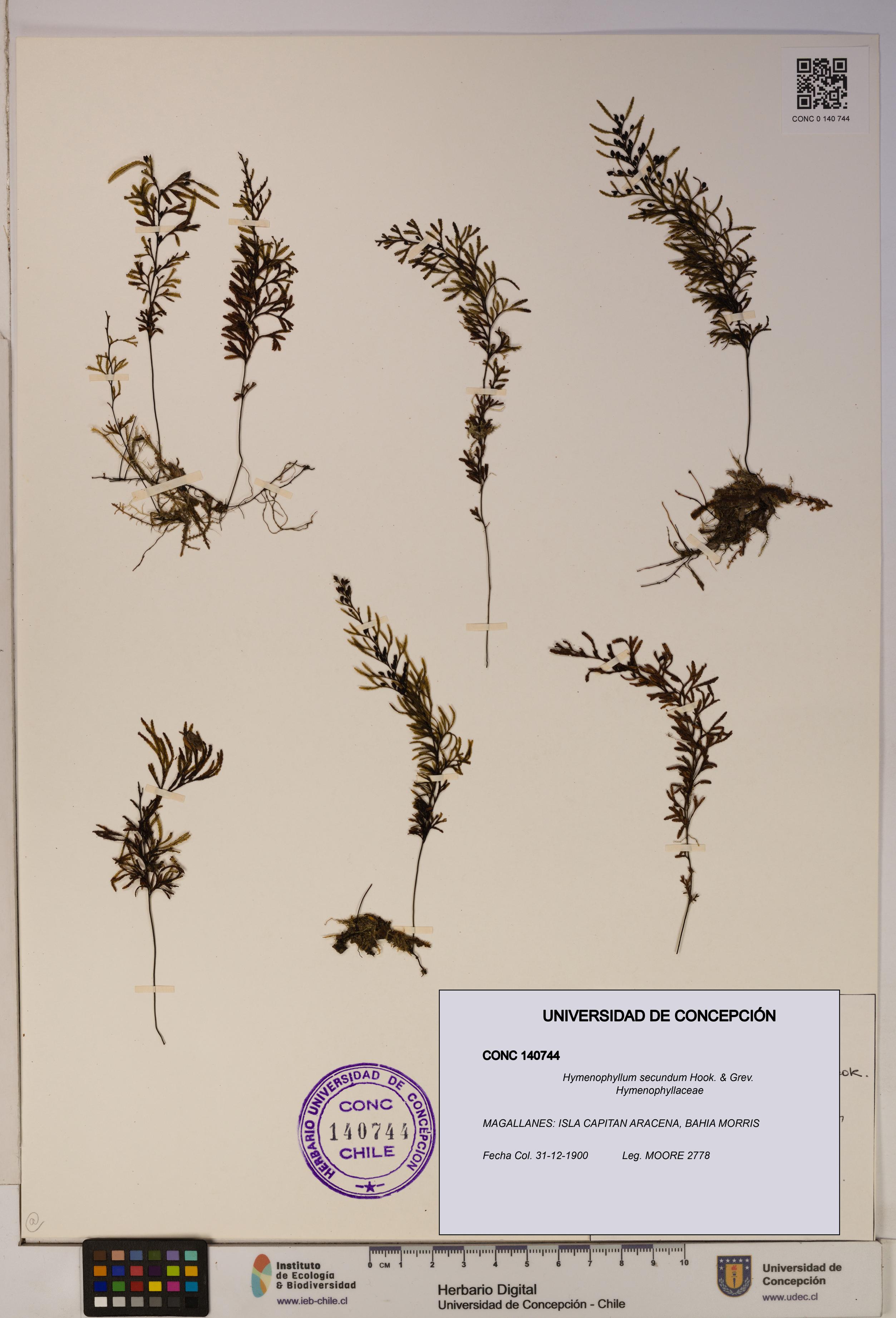 Hymenophyllum secundum [Espécimen: ]