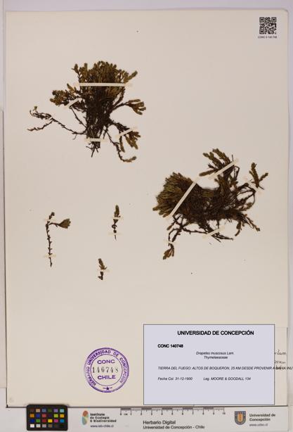 Drapetes muscosus [Espécimen: UDEC:CONC:0140748]