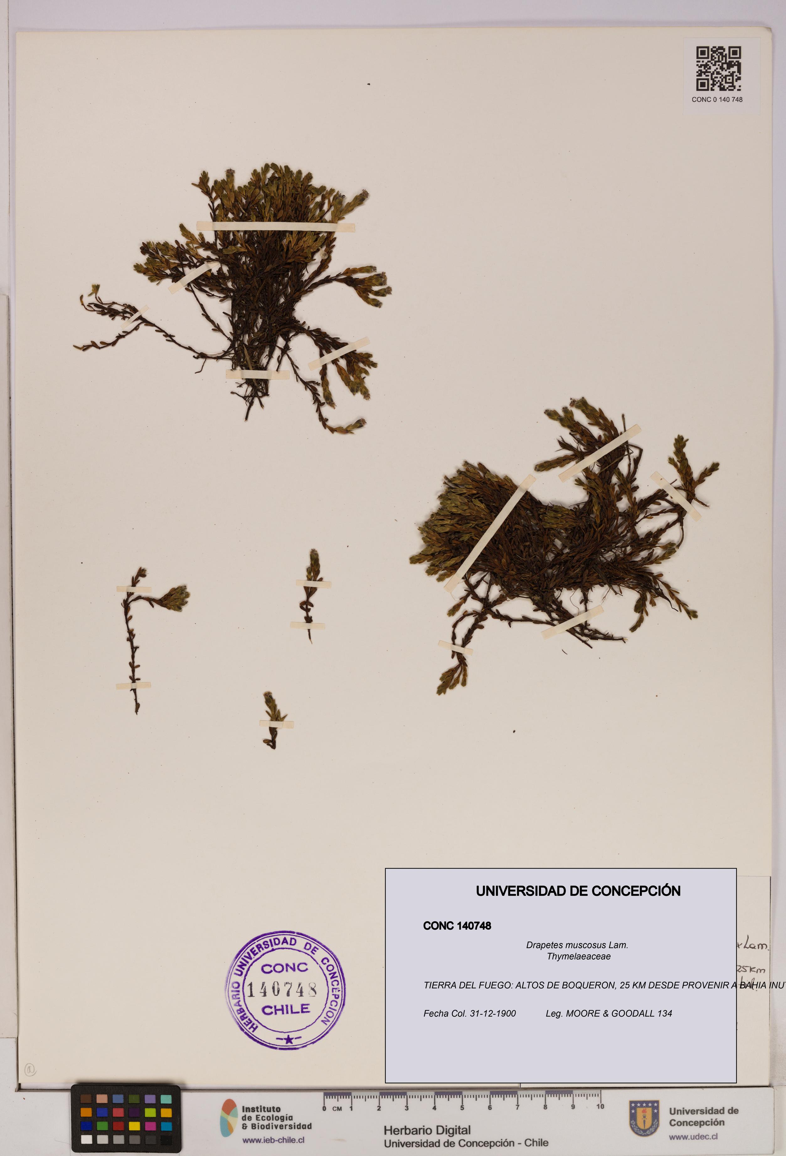 Drapetes muscosus [Espécimen: UDEC:CONC:0140748]