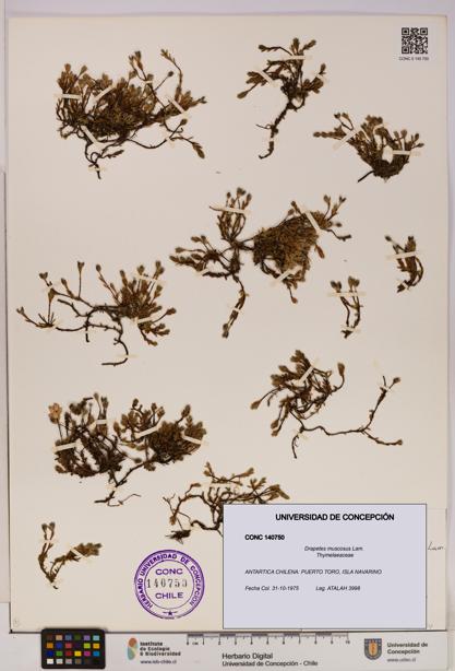 Drapetes muscosus [Espécimen: UDEC:CONC:0140750]