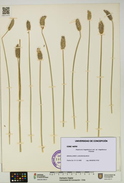 Alopecurus magellanicus var. magellanicus [Espécimen: UDEC:CONC:0140761]