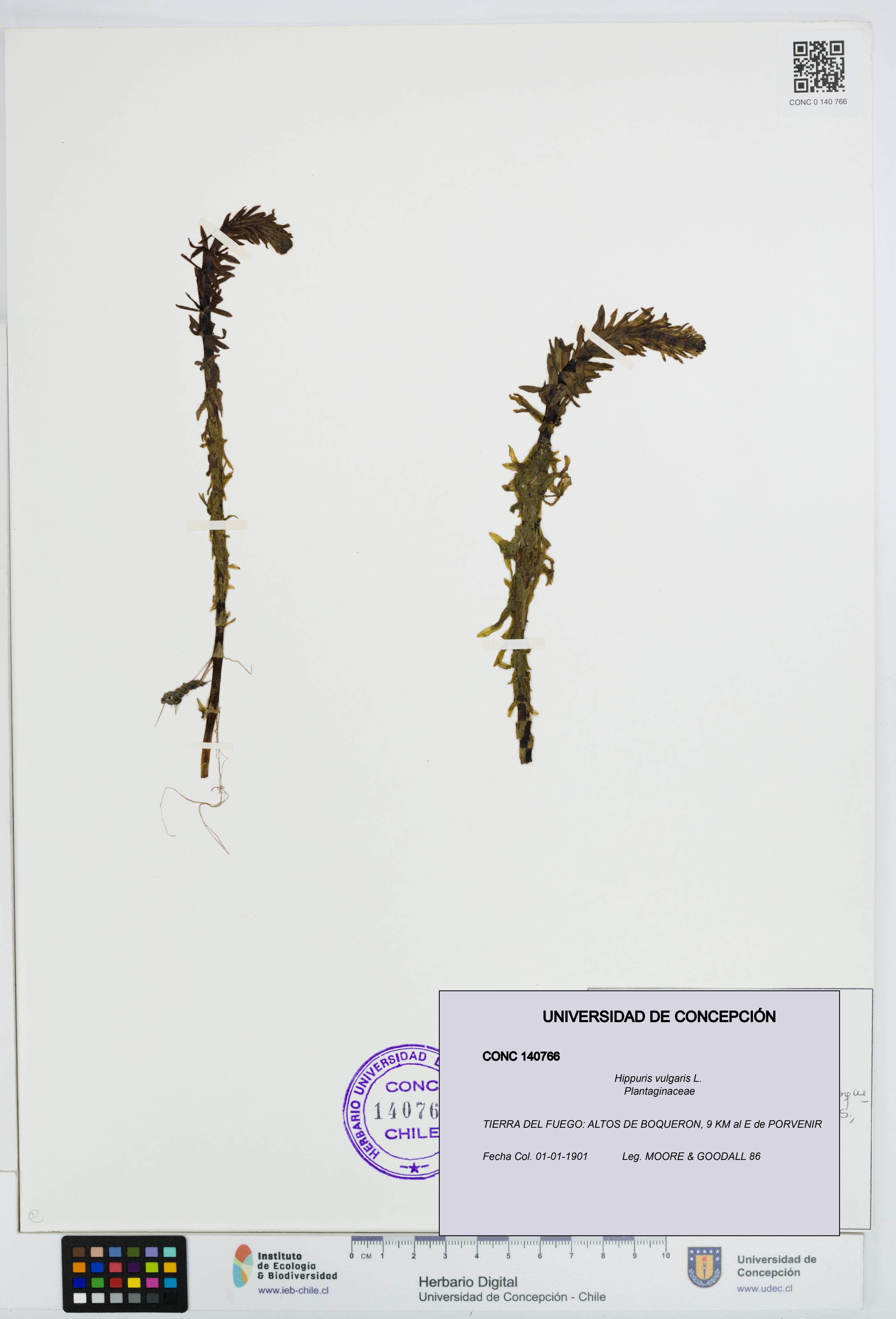 Hippuris vulgaris [Espécimen: UDEC:CONC:0140766]