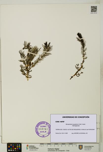 Myriophyllum aquaticum [Espécimen: UDEC:CONC:0140767]