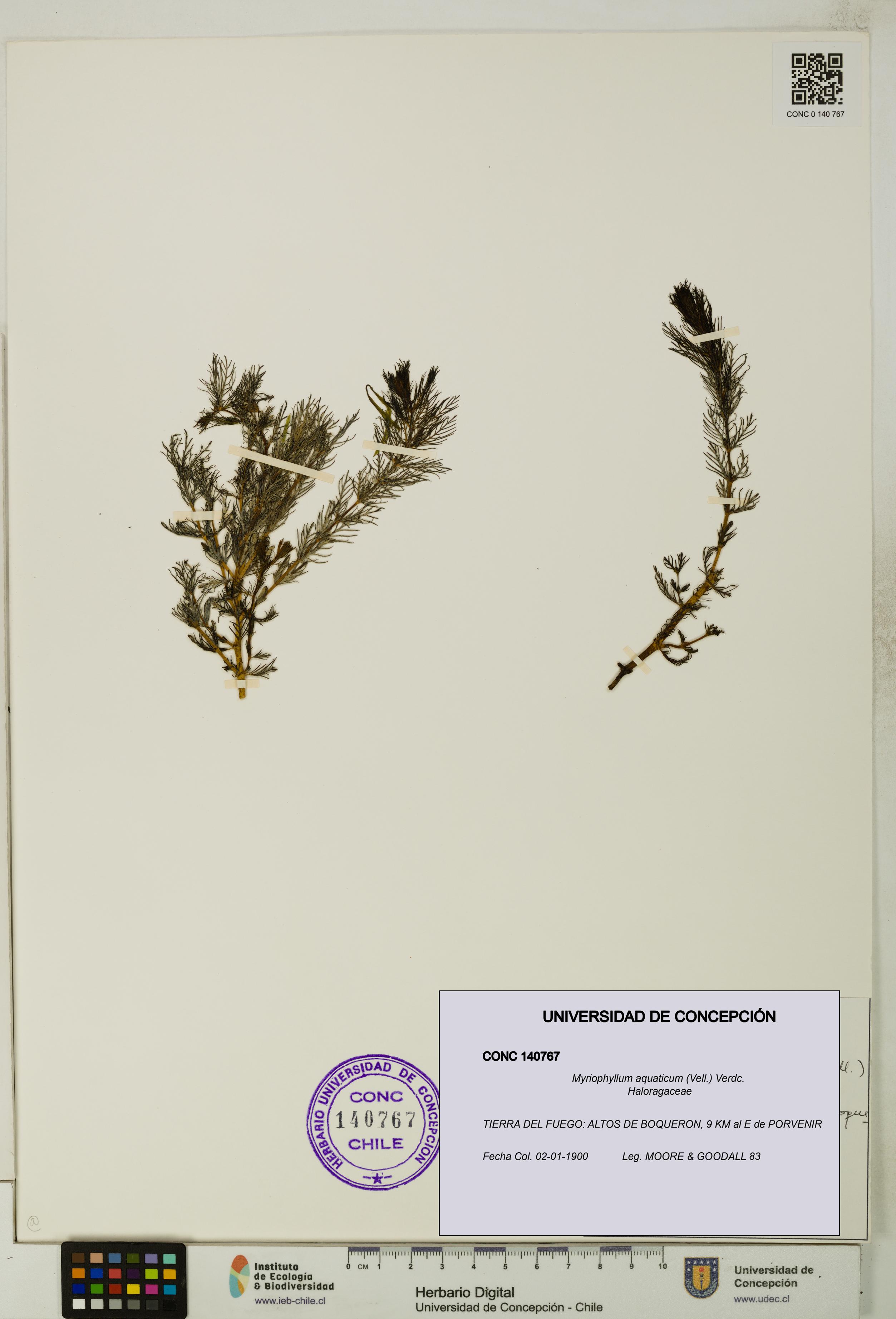Myriophyllum aquaticum [Espécimen: UDEC:CONC:0140767]