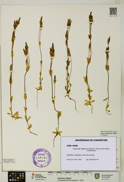 Gentianella magellanica [Espécimen: UDEC:CONC:0140768]