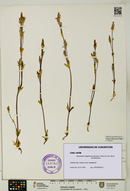 Gentianella magellanica [Espécimen: UDEC:CONC:0140769]