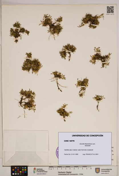 Azorella filamentosa [Espécimen: ]