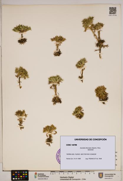 Azorella trifurcata [Espécimen: ]