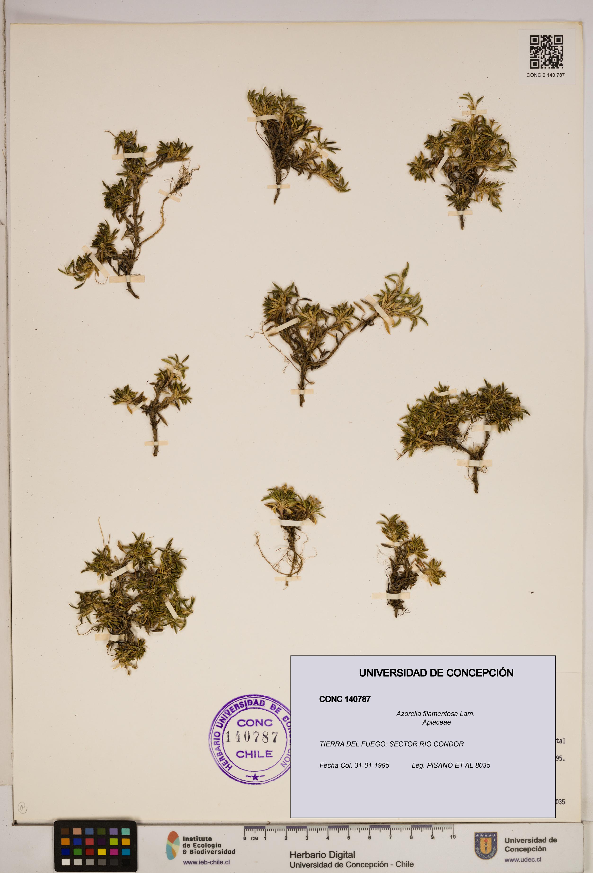 Azorella filamentosa [Espécimen: ]