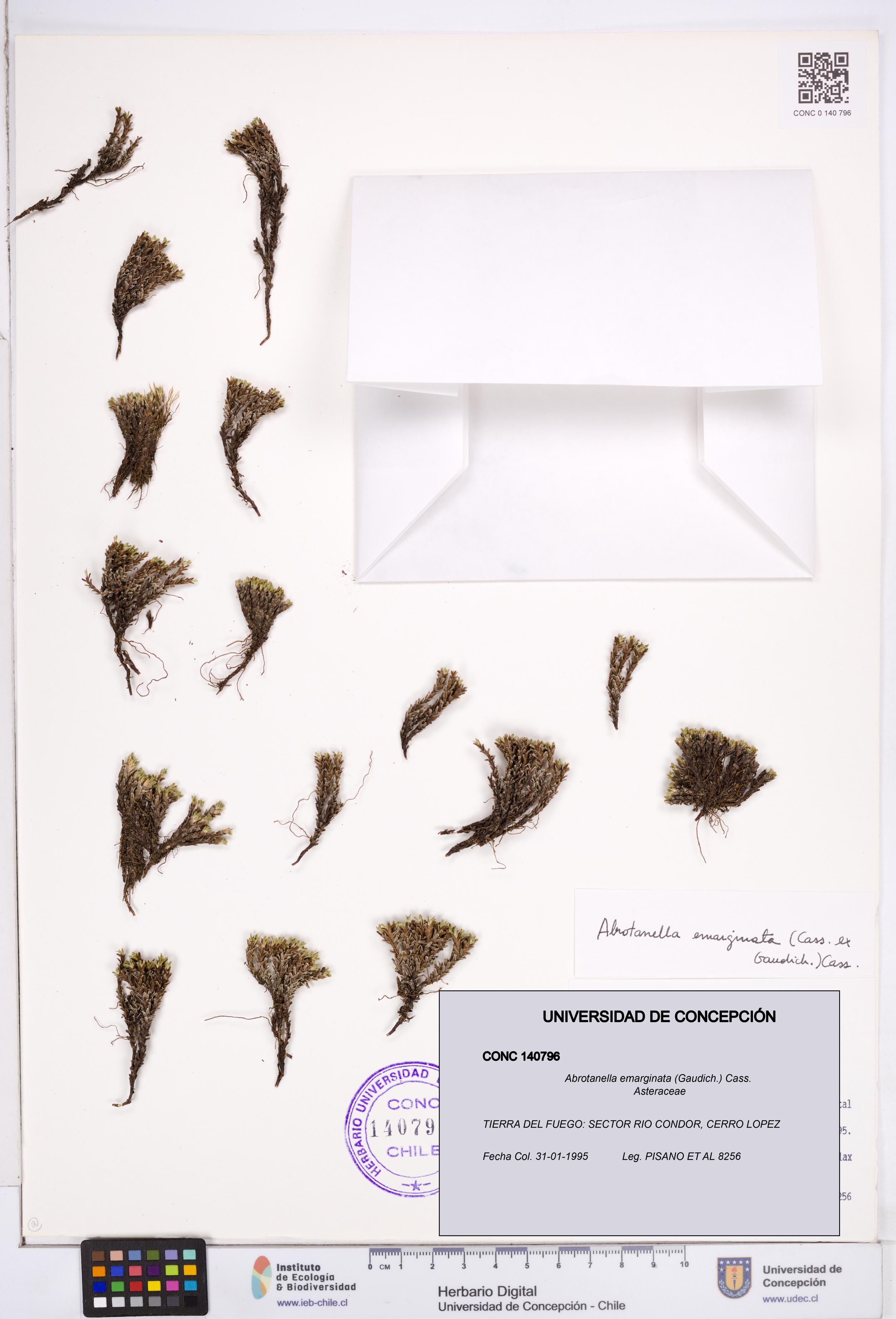 Abrotanella emarginata [Espécimen: ]