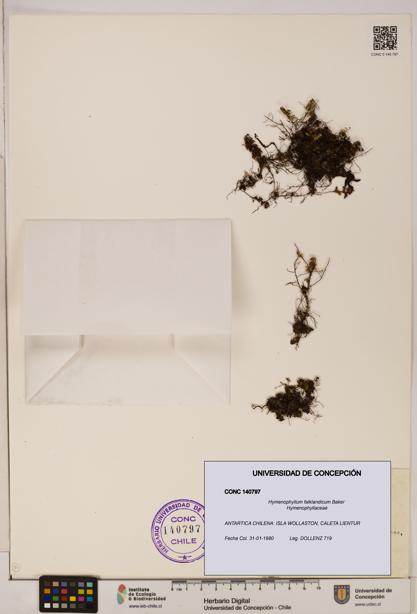 Hymenophyllum falklandicum [Espécimen: UDEC:CONC:0140797]