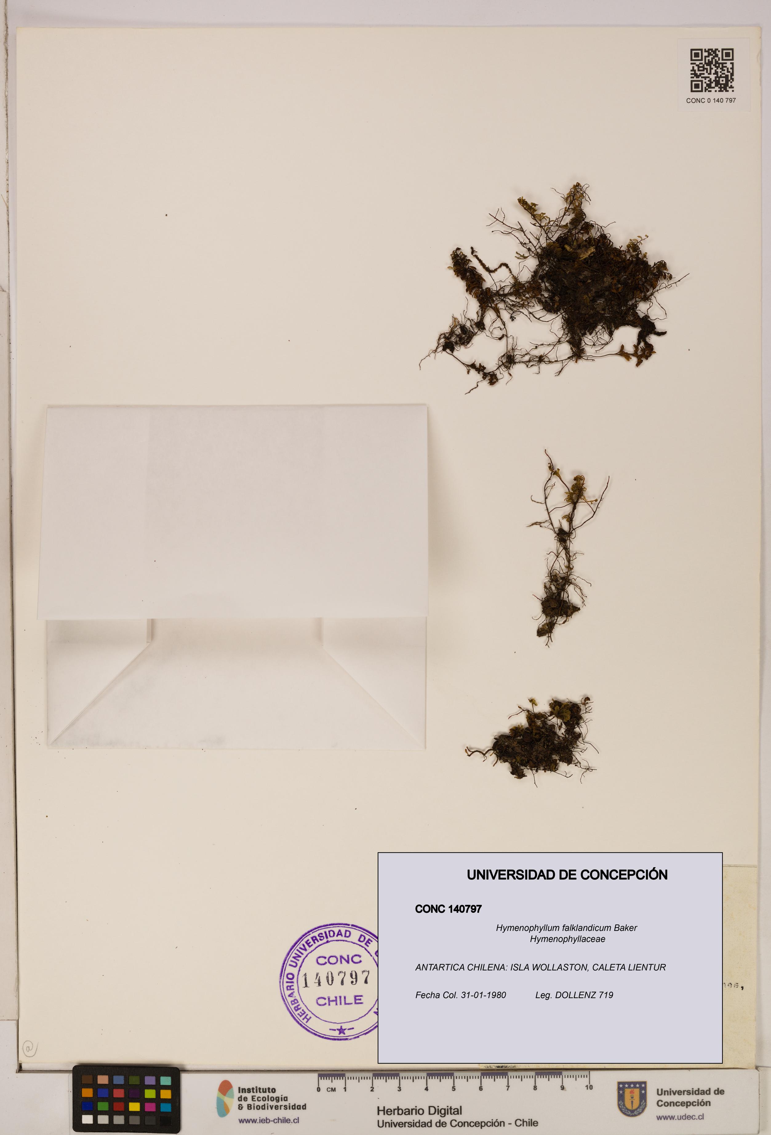 Hymenophyllum falklandicum [Espécimen: UDEC:CONC:0140797]