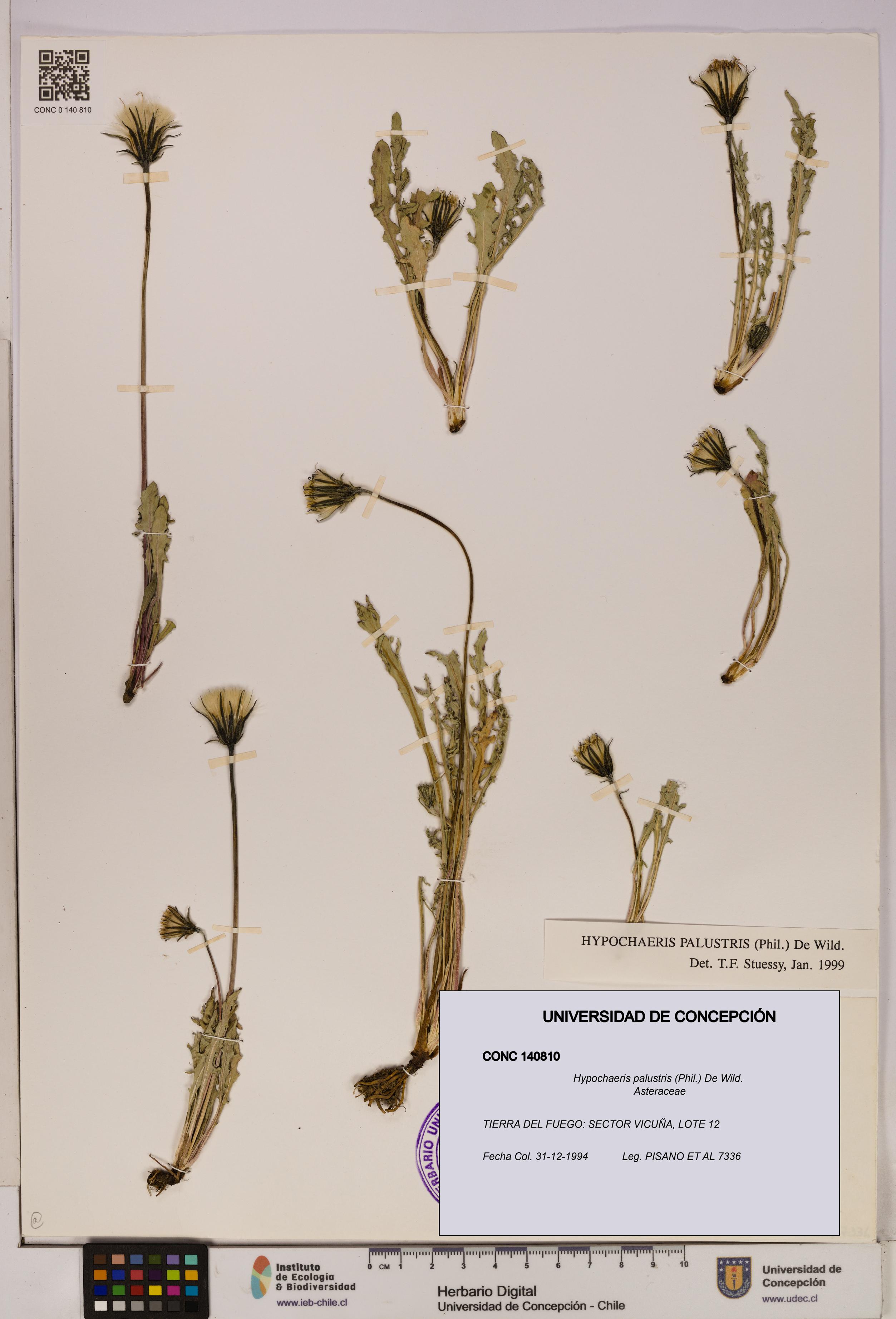 Hypochaeris palustris [Espécimen: UDEC:CONC:0140810]