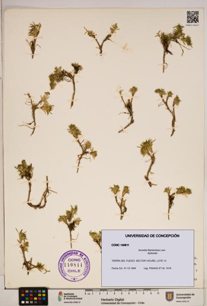 Azorella filamentosa [Espécimen: ]