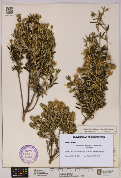 Chiliotrichum diffusum [Espécimen: UDEC:CONC:0140814]