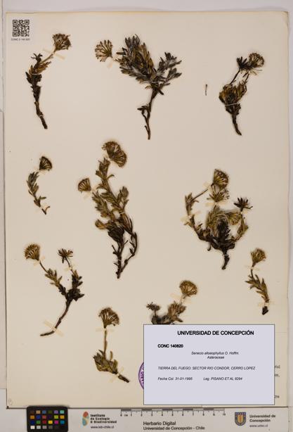 Senecio alloeophyllus [Espécimen: UDEC:CONC:0140820]