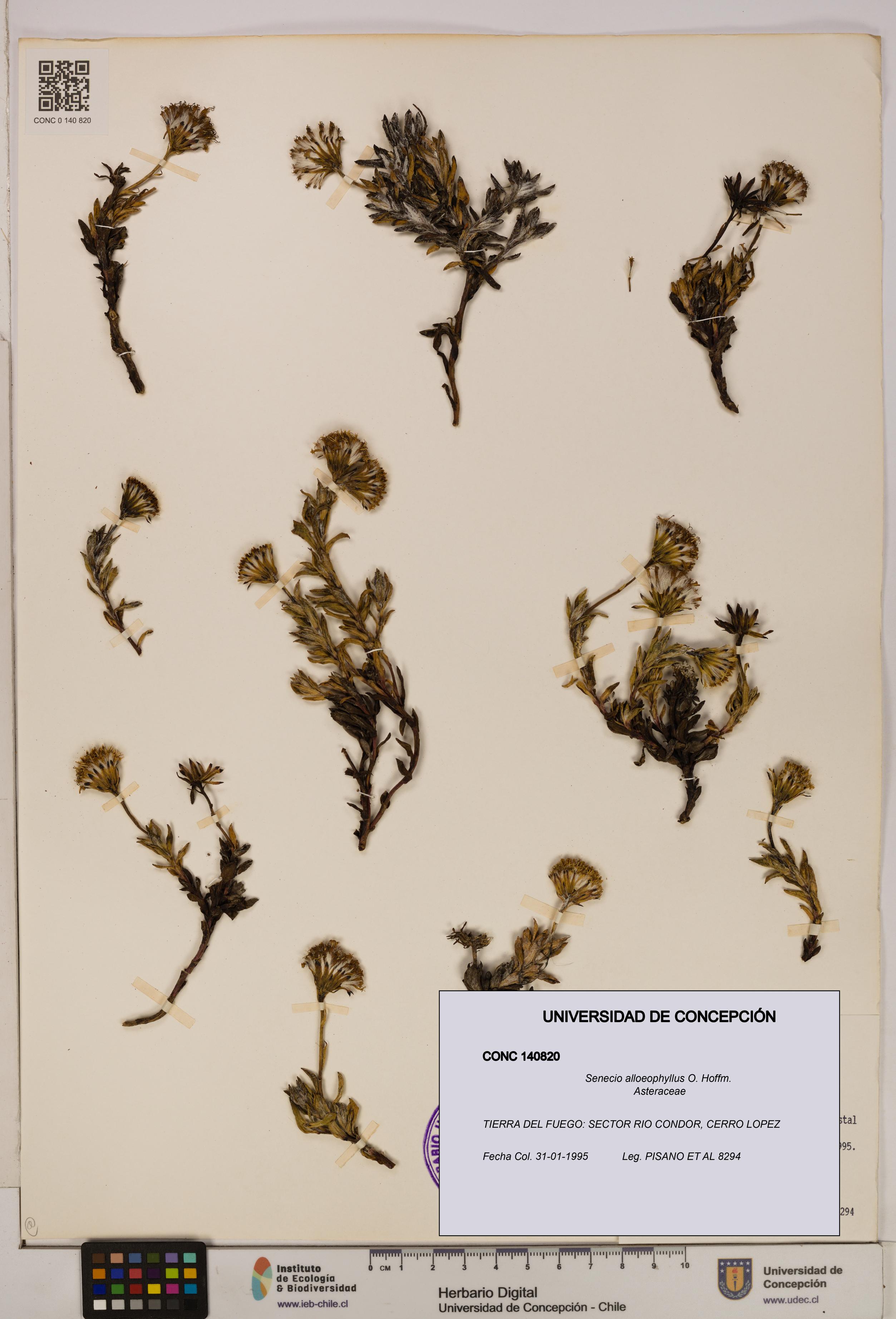 Senecio alloeophyllus [Espécimen: UDEC:CONC:0140820]