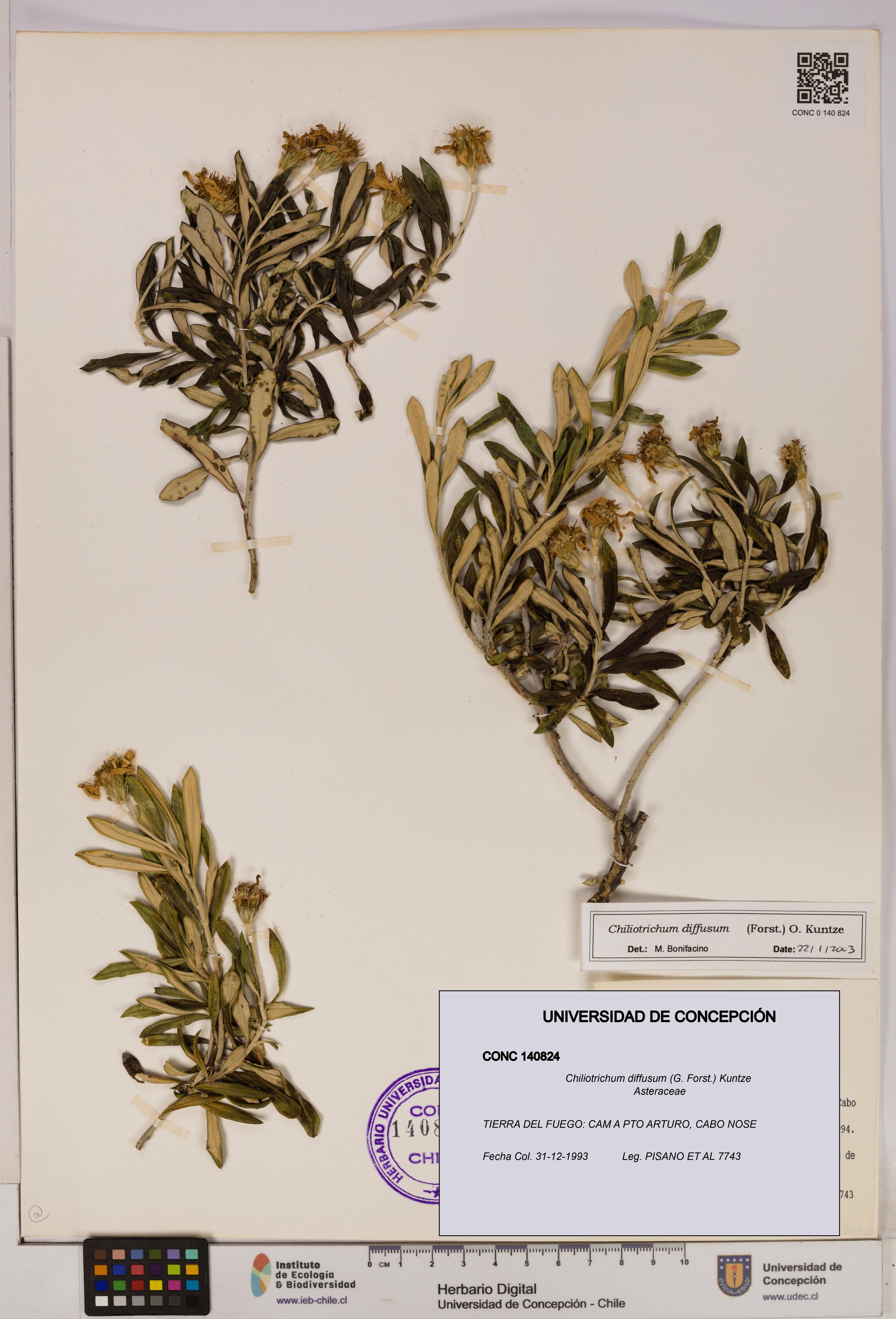 Chiliotrichum diffusum [Espécimen: UDEC:CONC:0140824]