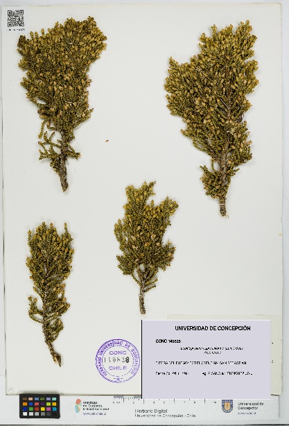 Lepidophyllum cupressiforme [Espécimen: UDEC:CONC:0140828]
