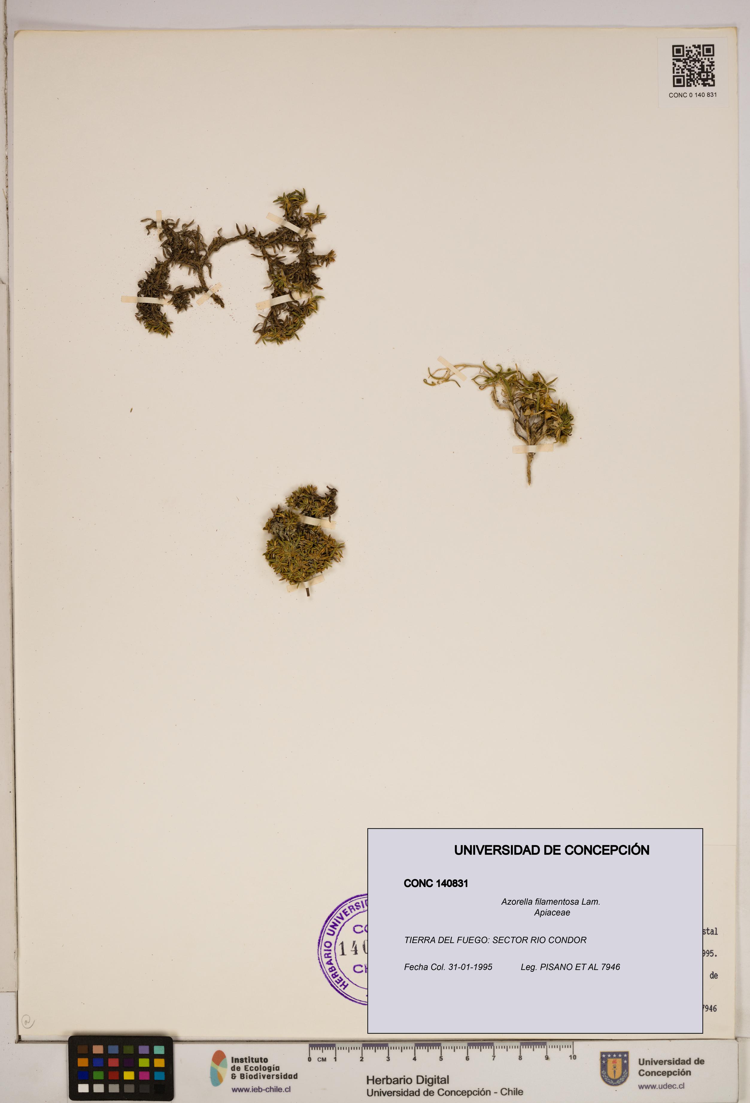 Azorella filamentosa [Espécimen: ]
