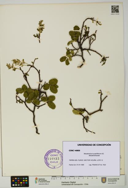 Misodendrum quadriflorum [Espécimen: UDEC:CONC:0140833]