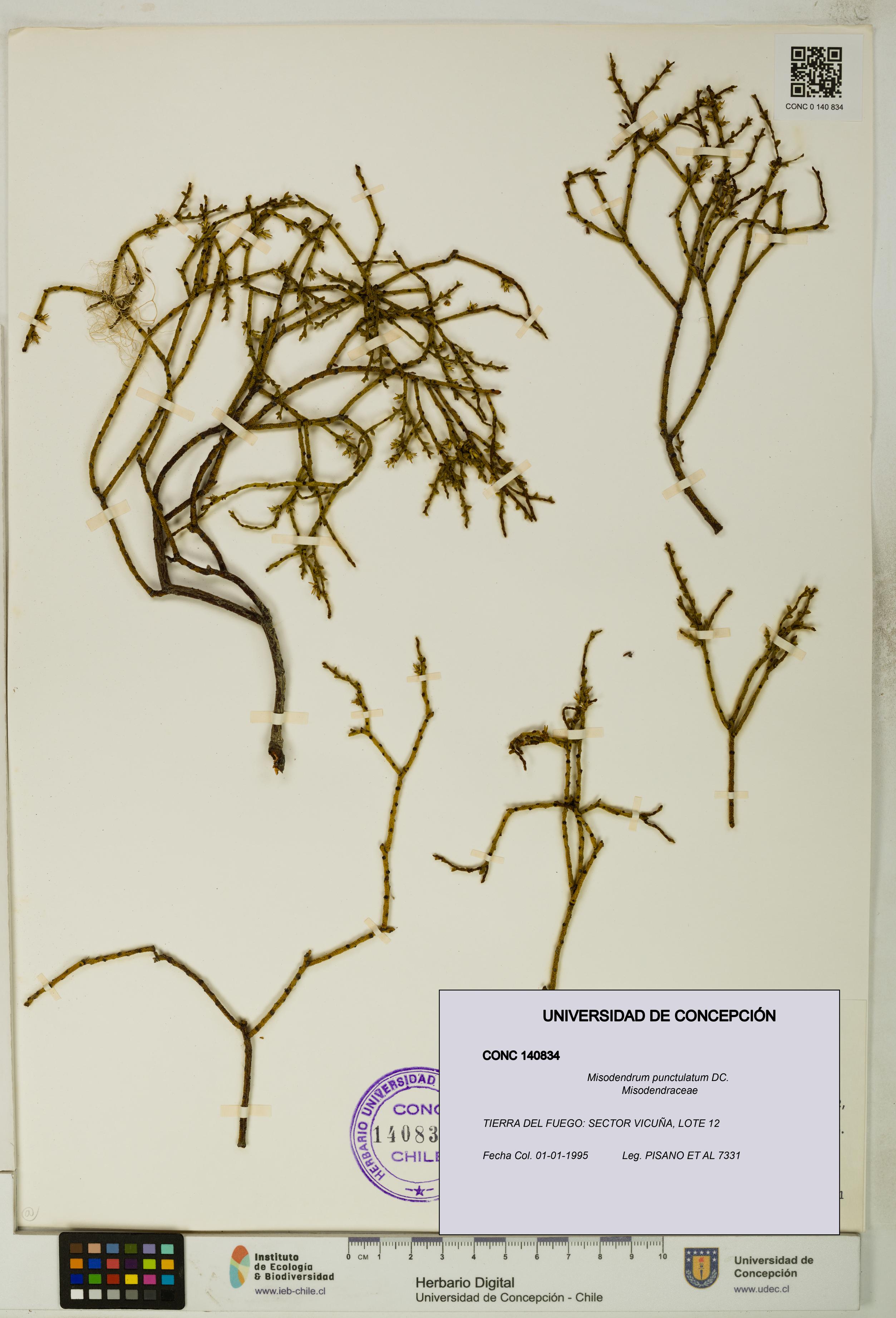 Misodendrum punctulatum [Espécimen: UDEC:CONC:0140834]