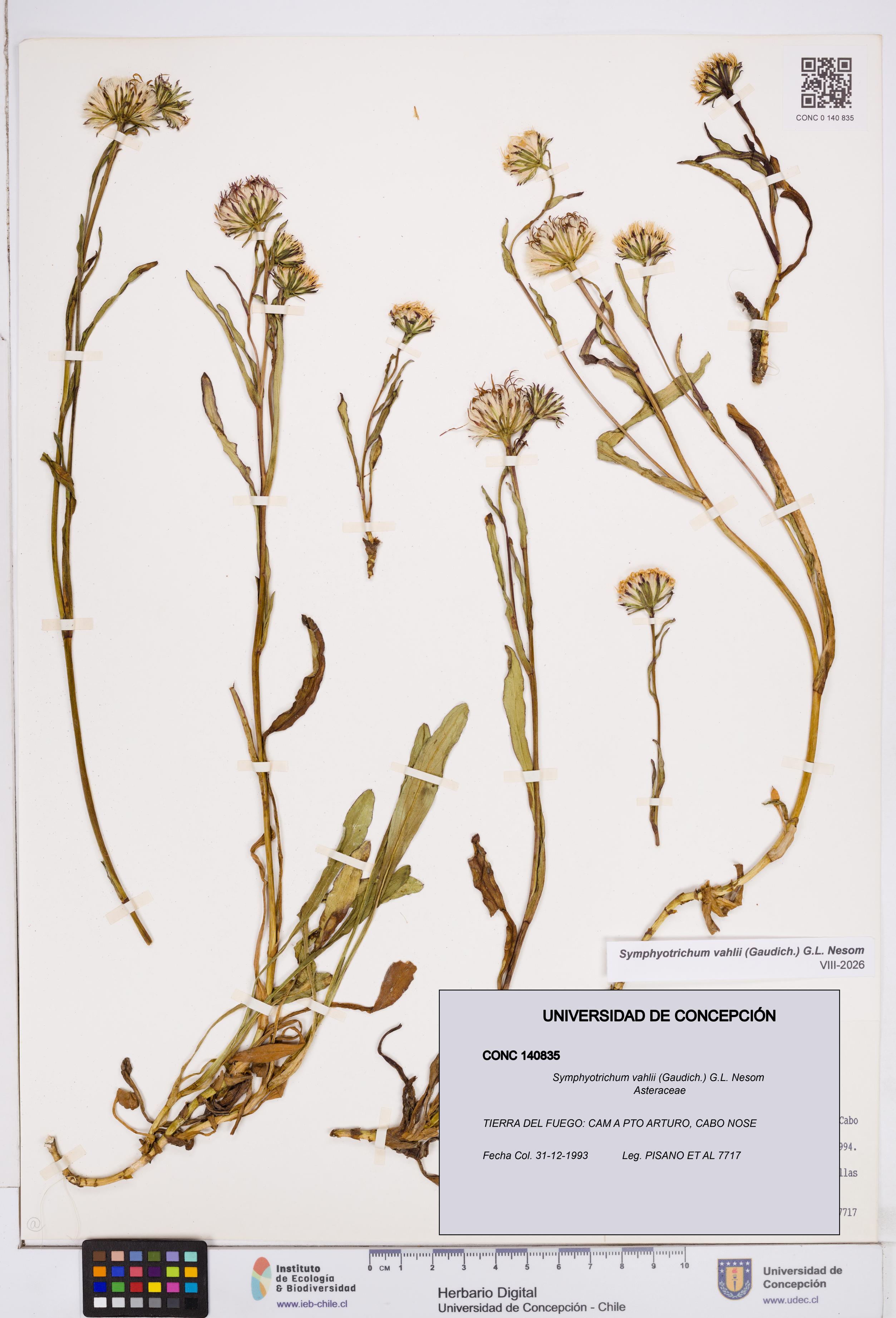 Symphyotrichum vahlii [Espécimen: ]