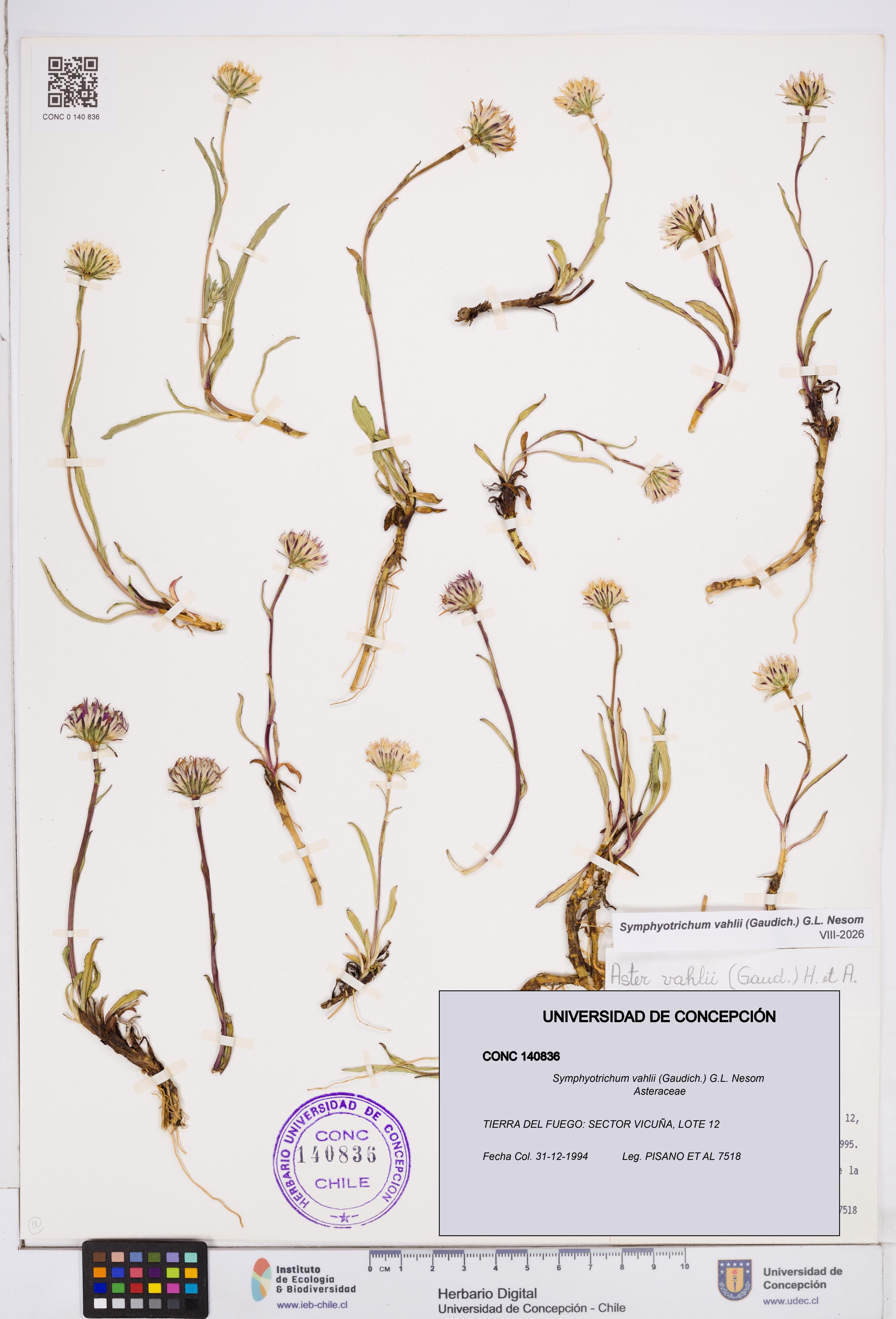 Symphyotrichum vahlii [Espécimen: ]