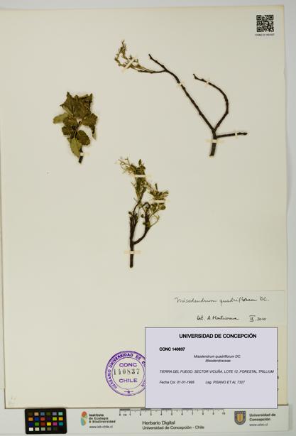 Misodendrum quadriflorum [Espécimen: UDEC:CONC:0140837]