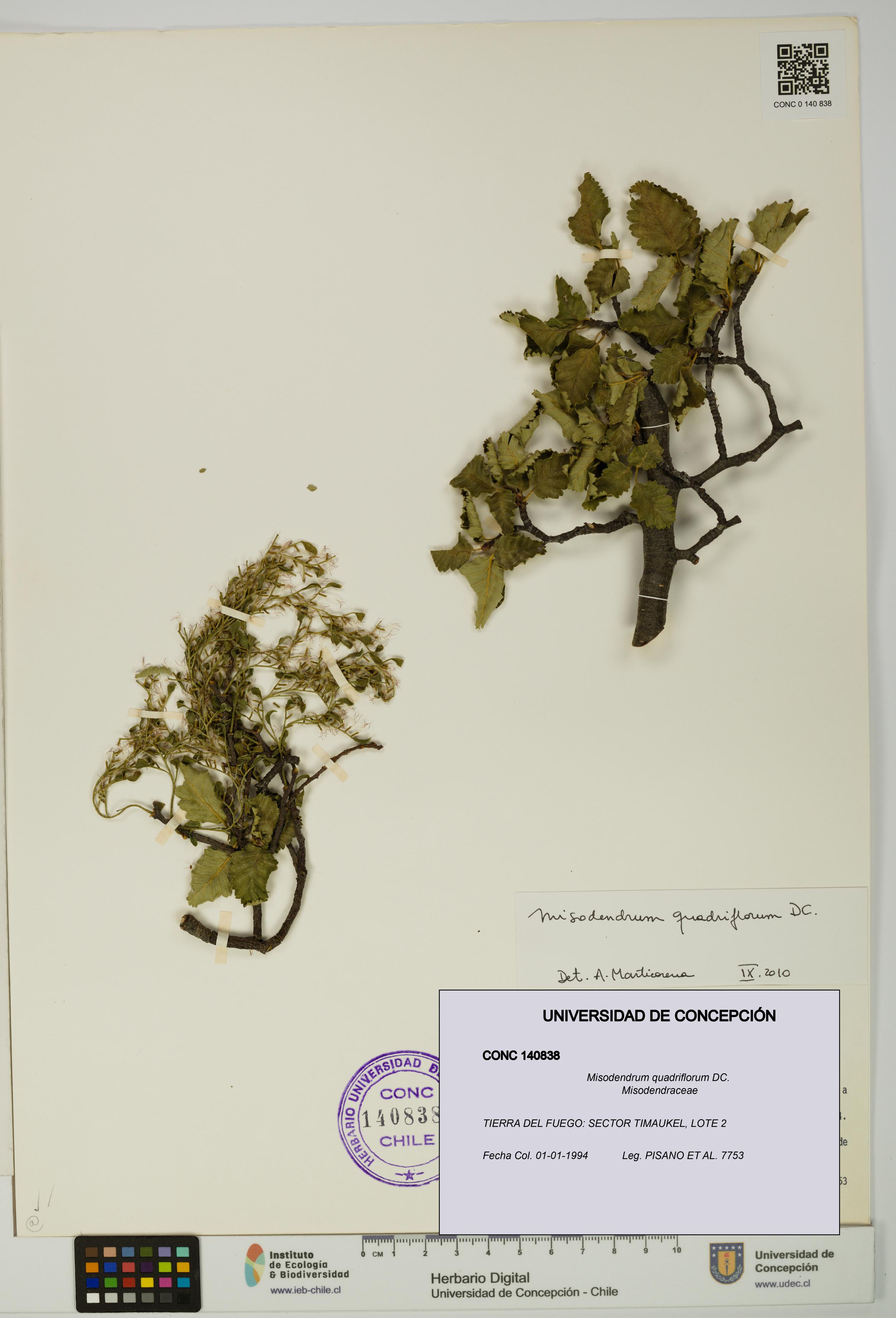 Misodendrum quadriflorum [Espécimen: UDEC:CONC:0140838]