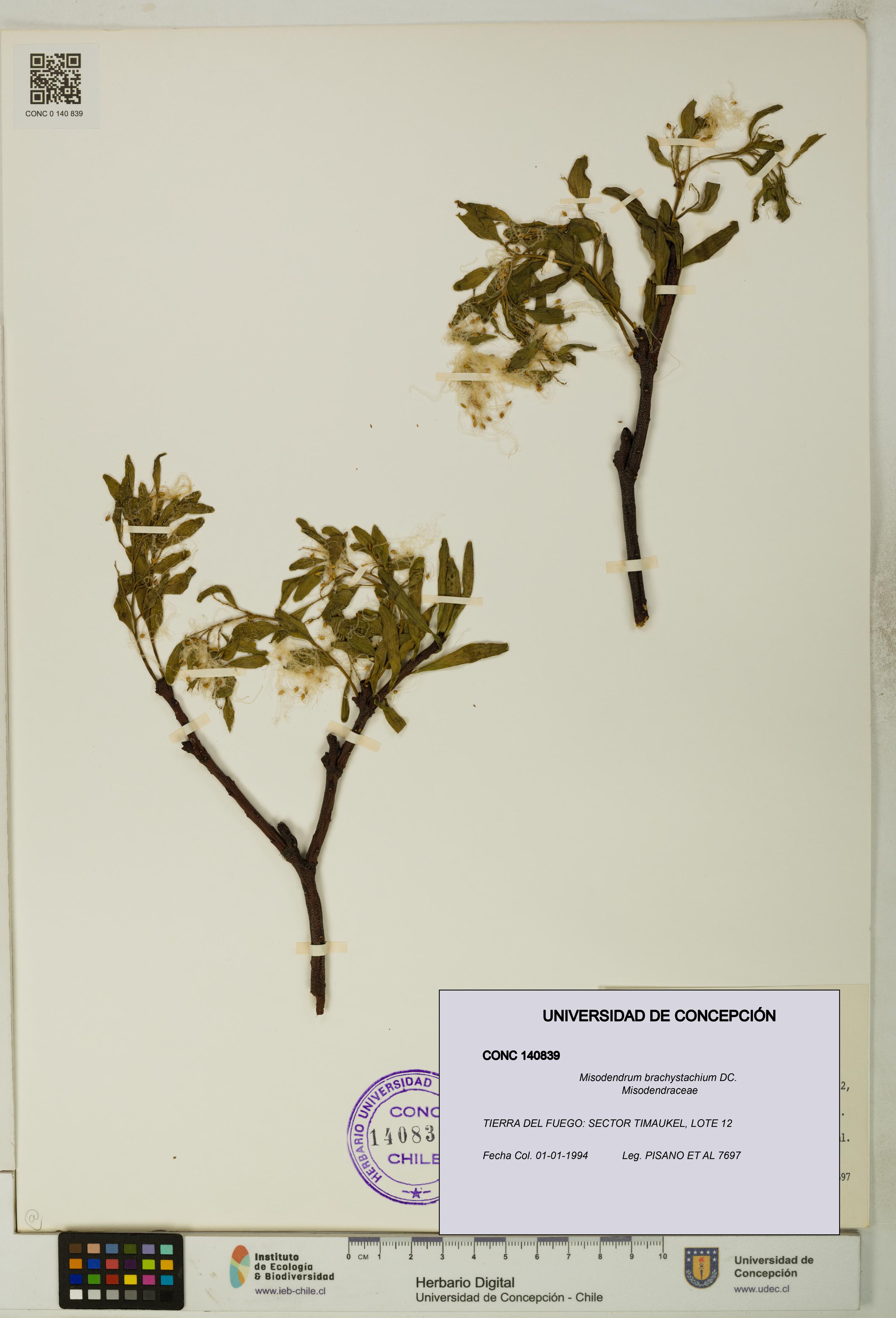 Misodendrum brachystachium [Espécimen: UDEC:CONC:0140839]