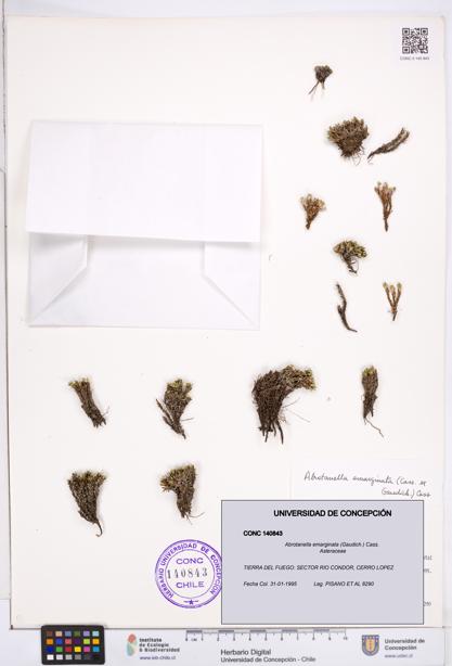 Abrotanella emarginata [Espécimen: ]