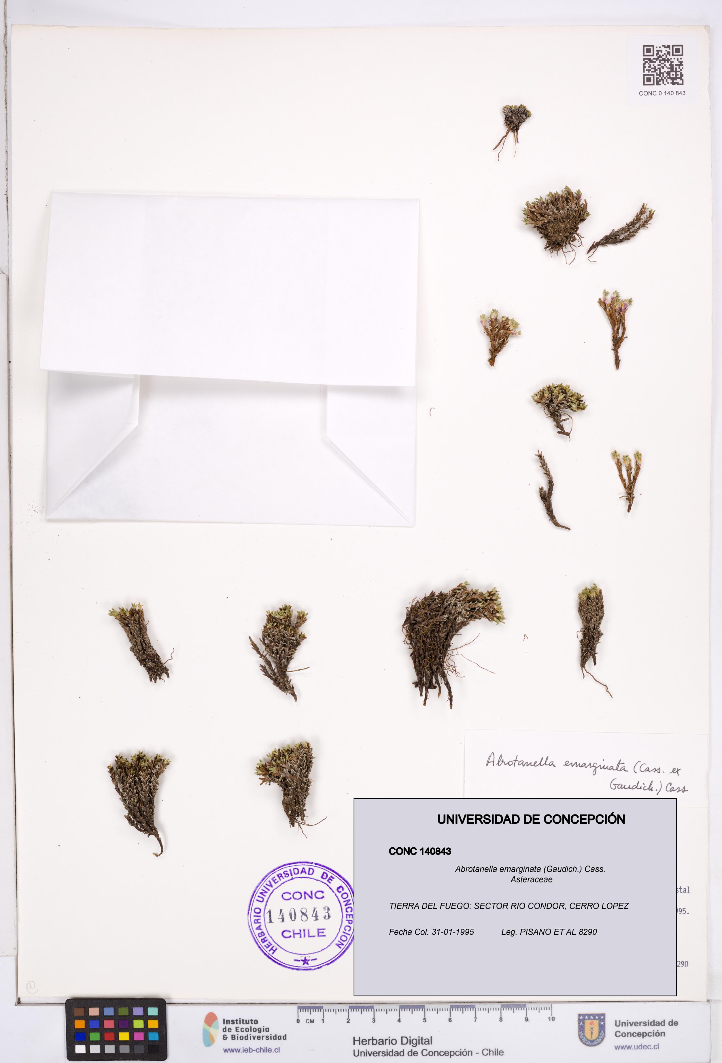 Abrotanella emarginata [Espécimen: ]