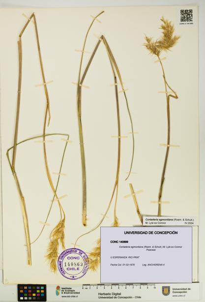 Cortaderia egmontiana [Espécimen: UDEC:CONC:0140869]