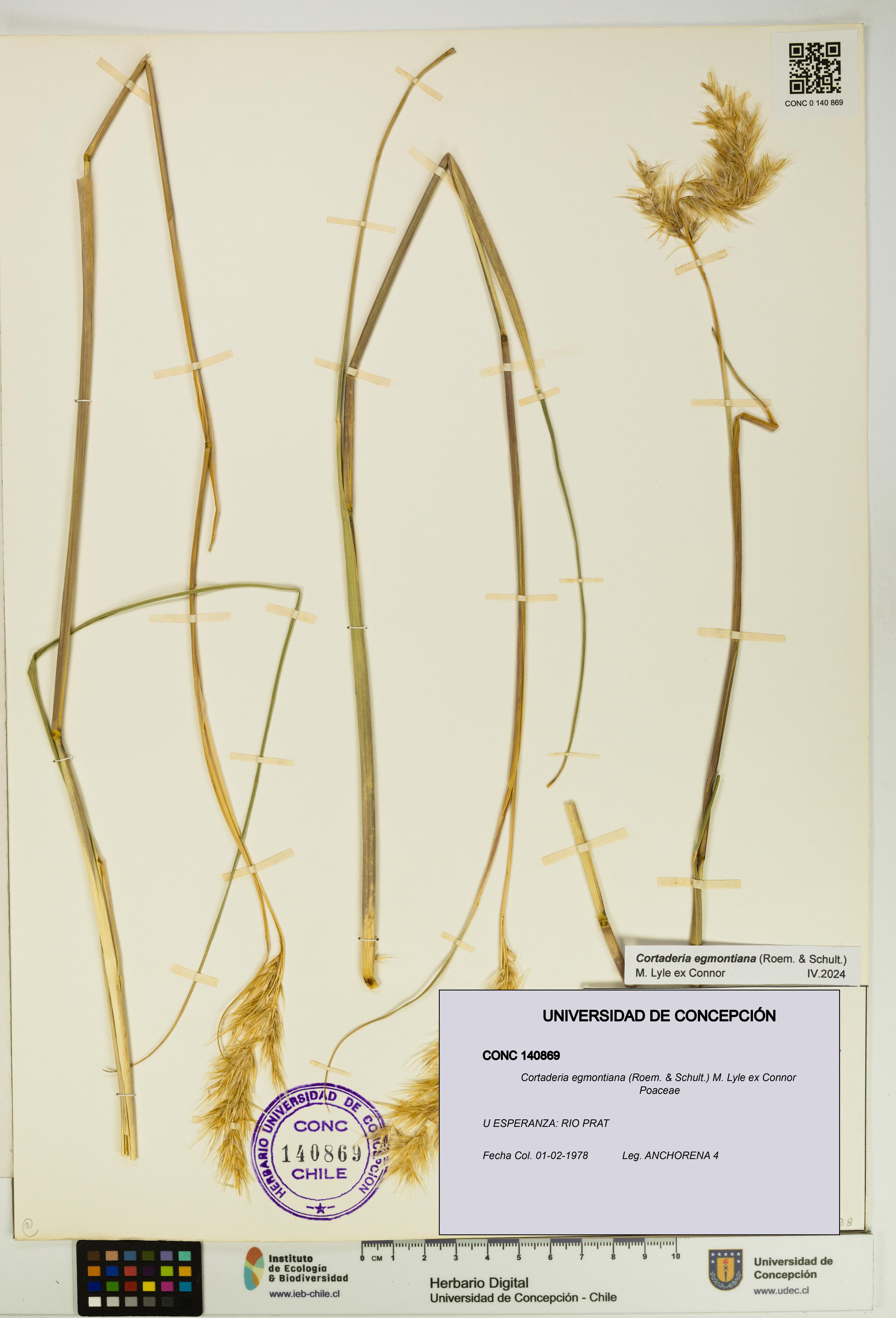 Cortaderia egmontiana [Espécimen: UDEC:CONC:0140869]