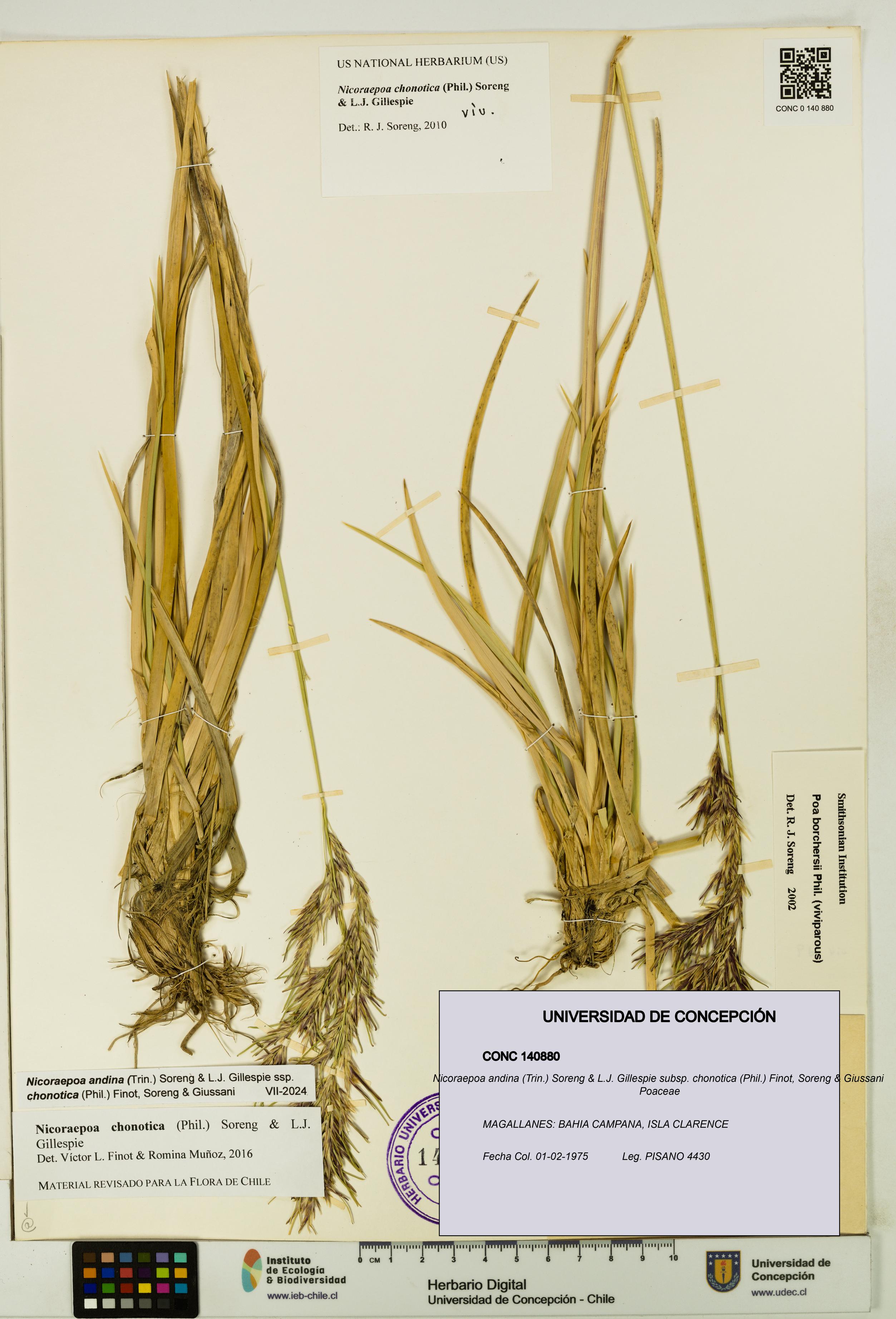 Nicoraepoa andina [Espécimen: UDEC:CONC:0140880]