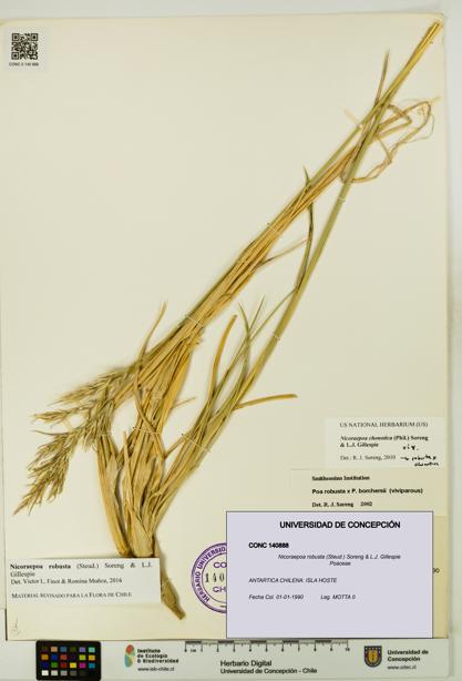 Nicoraepoa robusta [Espécimen: UDEC:CONC:0140888]