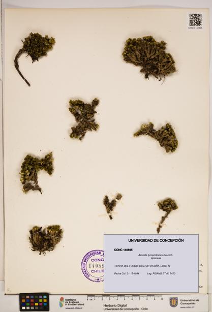 Azorella lycopodioides [Espécimen: ]