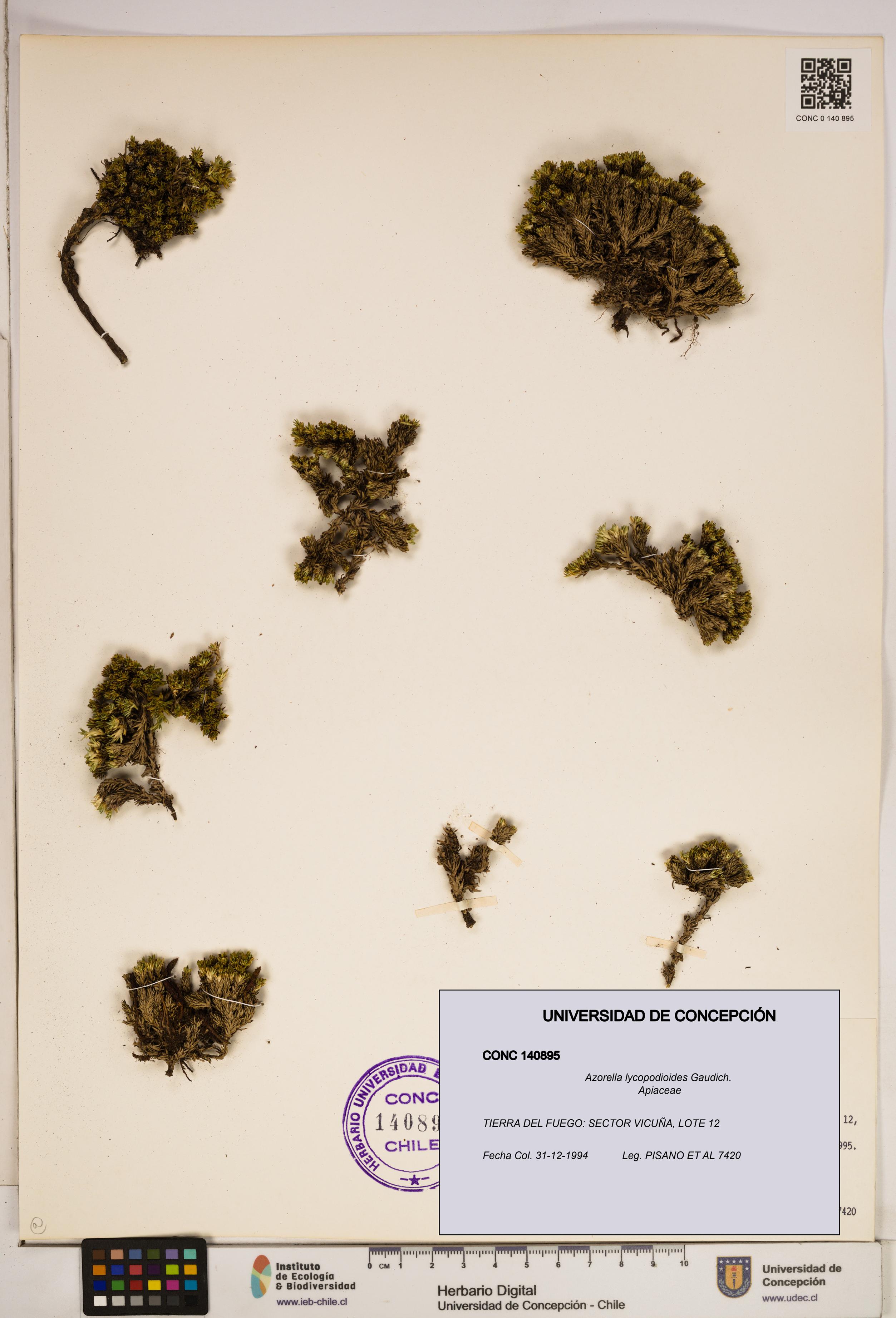 Azorella lycopodioides [Espécimen: ]
